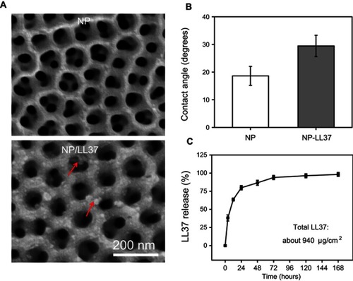 Figure 4 (A) Scanning electron microscopy (SEM) images and (B) water contact angle of NP and NP/LL37 substrates; (C) release profile of LL37 from NP/LL37 sample at different time. Error bars represent mean ± SD for n = 6.