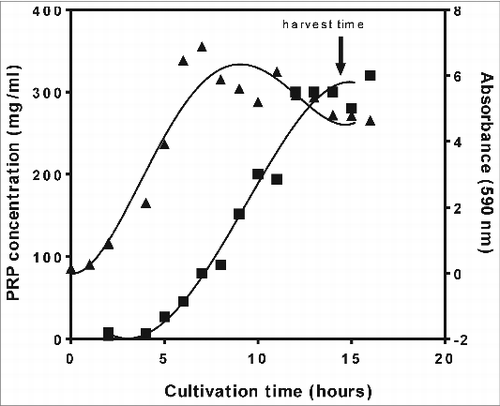 Figure 2. Cell growth and PRP concentration, determined by PRP-ELISA, as a function of cultivation time measured during the cultivation of Hemophilus Influenzae type b at a 40 L scale: absorbance (▴) at a wavelength of 590nm (OD590), reflecting cell growth, and PRP concentration (▪).