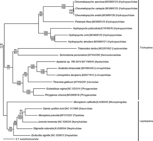 Figure 1. Maximum likelihood phylogeny of superorder Amphiesmenoptera (GTR + I + G model, I = 0.1730, G = 0.9090, likelihood score 186552.81293) included complete mitochondrial genome sequences from Phryganea cinerea, 14 other Trichoptera species, and 6 representatives from sister clade Lepidoptera based on 1 million random addition heuristic search replicates (with tree bisection and reconnection). One million maximum parsimony heuristic search replicates also produced a single tree (40,342 steps) with a topology identical to the ML tree. Maximum likelihood bootstrap values are above nodes and maximum parsimony bootstrap values are below nodes (each from 1 million random fast addition search replicates).