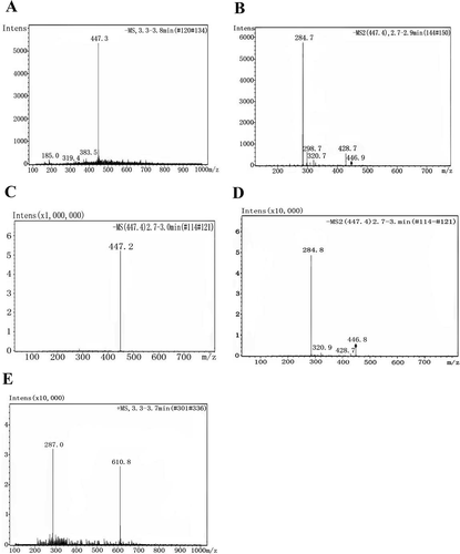 FIGURE 3 Mass spectra of fraction 1 and 2. (A) MS spectra in negative mode of fraction 1; (B) MS2 spectra in negative mode of fraction 1; (C) MS spectra in negative mode of standard of cyaniding-3-glucoside; (D) MS2 spectra in negative mode of standard of cyaniding-3-glucoside; and (E) mass spectrum of fraction 2 obtained with ESI ionization.