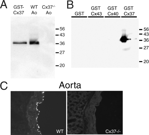 Figure 1 Characterization of a new Cx37 antibody (18264) raised against a GST-Cx37 fusion protein. (A) On western blots of aortic endothelial membranes, affinity purified 18264 antibody detected a 37 kD protein from wild-type (WT) but not Cx37−/− aorta (Ao). The positive control lane contained GST-Cx37 fusion protein. Size markers are indicated in kD (B) 18264 reacted with GST-Cx37 fusion protein but not GST, GST-Cx43, or GST-Cx40. For each protein, three amounts were loaded in adjacent lanes (30 ng, 10 ng, and 5 ng from left to right). (C) 18264 antibody strongly labeled vascular endothelium and weakly labeled vascular smooth muscle cells in frozen sections of wild-type mouse aorta, but not in sections of Cx37−/− aorta.