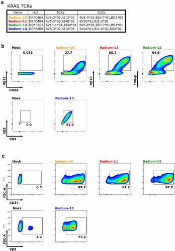 Figure 2. Isolated KRAS Radium TCRs are effectively expressed. A. Summary of KRAS TCR sequences. B. Expression of Radium-10, Radium-11, Radium-12 and Radium-13 after retroviral transduction into J76 cells, detected by anti-CD34 antibody, anti-CD3, and anti-Vβ specific for each TCR chain or anti-TCRαβ antibodies, as indicated. Radium-13 did not have a tCD34 tag. Data shown are representative flow diagrams of two independent experiments. C. TCR detection in primary T cells by staining with anti-CD34 or anti-Vβ3 antibodies. Data shown are representative flow diagrams from two or three independent experiments