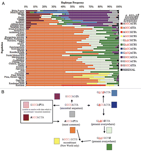 Figure 2 (A) BRCA1 global haplotype frequencies. The frequencies observed are based on 46 populations, 2,250 individuals and 8 SNPs spanning 267 kb. The 11 most common haplotypes are displayed as averages for the populations in each of the major geographic regions. The remaining haplotype frequencies with non-zero estimates are combined into the residual class. The three 3′UTR polymorphisms are displayed in red font and the derived alleles within the 3′UTR are underlined. (B) Proposed evolution of BRCA1 region haplotypes. The ten haplotypes shown are those that occur with a frequency of at least 0.27% of the global population. The grey haplotype is the ancestral state as determined by non-human primate genotypes. The globally most common haplotype is orange. Alleles at positions two through four are highlighted in red and represent the three 3′UTR polymorphisms. The alleles located in positions two through four are underlined if a derived allele is present. The order of the two boxed-in haplotypes represented by pink and red coloring cannot be inferred with the SNPs employed. The two haplotypes represented by the two shades of green are found in all regions of the world. The yellow haplotype is found in regions of the new world only.