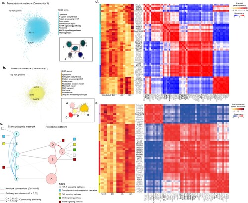 Figure 2. Network analysis using genes and proteins. Analysis of the most central communities in each network highlights key KEGG terms (right) among the top 10% associated genes and proteins. The top 10% correlations (Spearman rho > 0.95, FDR < 0.05) were selected in the most central community in transcriptomic (a) and proteomic (b) networks (inset) based on mean normalized degree. The top KEGG terms associated with each of the two communities (FDR < 0.05) are highlighted, as well as genes that had been previously found in Figure 1(g). (c) A proteo-transcriptomic network analysis highlights coordinated expression and functional changes in response to viral infection. Communities (circles) in transcriptomic and proteomic networks, where node size is proportion to the number of elements (728 - 2519). Edges indicate association (Q<0.05) with KEGG terms (dashed), network edges (solid red and blue), or community similarity (solid gray). (d) Gene expression and co-expression among key genes and top correlated and central genes in each community identified based on a transcriptomic network (communities 1-5). (e) Protein abundance (A) and correlations (B – C) among key proteins and top correlated and central proteins in each community identified based on a proteomic network (communities A-D). For each community we identified selected the top ten genes (grey labels), ranked by their median centrality (median ranked degree, betweenness, closeness and eccentricity centralities), among the top 10% correlated gene in each community. Key proteins, previously associated with HIF-1α, mTOR, MAPK signaling and other top pathways, are highlighted in black (Figure 1(g)). Spearman rank correlations were computed for all genes and excluded if not statistically significant (Figure S2, FDR < 0.01).