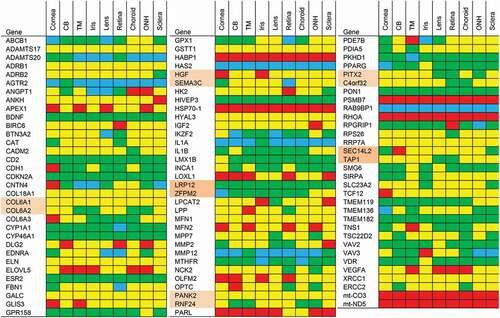 Figure 3. Heat map representation of less likely POAG genes based on expression data from the ocular tissue database. We ranked genes by expression level and assigned percentiles (P). Red: >90th P, yellow: 50th–90th P, green: 10th–50th P, blue: <10th P. For SNPs situated in between genes, we listed the gene expression of both neighboring genes (these genes are highlighted in pairs in pink). Abbreviations: CB: Ciliary body; TM: Trabecular meshwork; ONH: Optic nerve head.