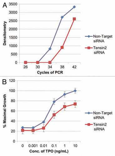 Figure 4 Tensin2 affects TPO-dependent cellular growth. (A) Graphic representation of downregulation of Tensin2 mRNA levels using siRNA specific to Tensin2. After ∼36 hr of treatment with Tensin2 specific mRNA or non-target siRNA as control, semi-quantitative PCR was performed on UT7-TPO cells using various numbers of PCR cycles. Semi-quantitative PCR of GAPDH mRNA was performed as RNA loading control. Densitometry was performed and graphically represented above after normalizing for loading. (B) MTT assay comparing the Tensin2 siRNA treated UT7-TPO cells versus negative control at various TPO concentrations grown for 40–48 hours. Tensin2 siRNA treated cells had a significant reduction in cellular proliferation at all doses of TPO.