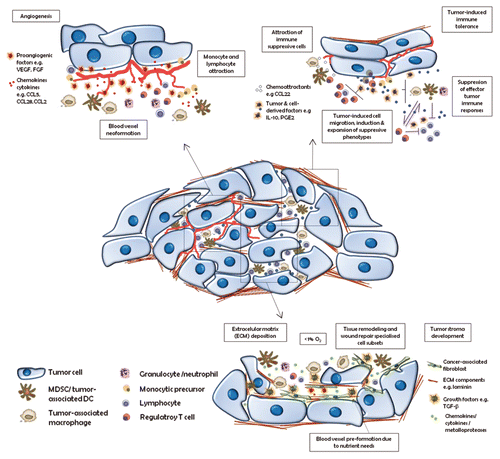 Figure 1. Main cancer-promoting functions of tumor-infiltrating immune cells. Tumors are infiltrated by immune cells that support tumor growth by: 1) promoting angiogenesis; 2) driving immunosuppression; and 3) stimulating extracellular matrix remodeling. CCL, (C-C) motif chemokine; DC, dendritic cell; ECM, extracellular matrix; FGF, fibroblast growth factor; IL-10, interleukin-10; MDSC, myeloid-derived suppressor cell; PGE2, prostaglandin E2; TGFβ, transforming growth factor β; VEGF, vascular endothelial growth factor.