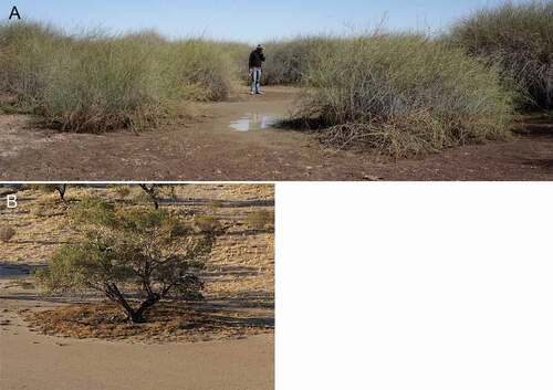 Figure 12. Even during times of no-flow, drylands rivers are working systems. (a) Dense clumps of lignum grow around shallow remnant puddles, downflow from a small waterhole’s distributary terminus. They will be roughness elements during flooding. Goyder Lagoon, Stony Domes landscape zone (−26.604°, 139.158°); 1.8 m person for scale. (b) Small plants benefit from moisture brought to near-surface by a coolibah tree’s roots. Ungrazed interdune, Lakes and Dunes landscape zone (−27.75°, 138.20°).