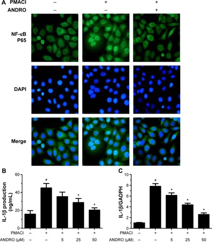 Figure 3 ANDRO suppressed the level of nuclear NF-κB and IL-1β in PMACI-stimulated HMC-1 cells.