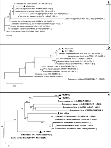 Figure 1. Phylogenetic tree of LAB isolates and their related taxa based on 16S rRNA sequence. The phylogenetic trees were constructed using the Maximum-likelihood method (MEGA X 10.1.5). Numbers in the parentheses indicates the accession number of published sequences. (A) Phylogenetic tree of A6 isolate. (B) Phylogenetic tree of B5 and B10 isolates. (C) Phylogenetic tree of P1b, H4b, B3b, A2b isolates