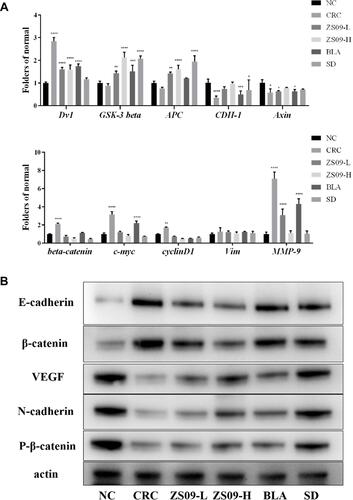 Figure 6 (A) mRNA expression levels of inflammatory factors in colon tissue. *Represents a significant difference from the NC group. *p <0.05, **<0.01, ***<0.001, ****<0.0001 (B) Expression of key proteins in signaling pathway in colon tissue.
