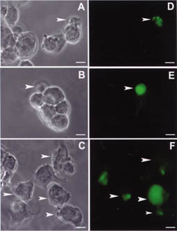 II CELL COMMUNICATION & ADHESION VOLUME 11, NUMBER 1. COLOR PLATE II. See J. Chen et al., Figure 5.