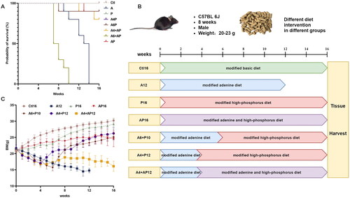 Figure 2. Protocols for the study design and comparison of different diet modes in survival rate and body weight. (A) Probability of survival in different diet groups throughout the study duration. (B) Schematic overview of the study design for different models. (C) Body weight in different models throughout the study duration.