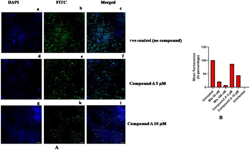 Figure 15. (A) Effect of Compound A on HEV Replication using IFA. The cells were infected with the virus without an inhibitor as a positive control, and panel (a) represents huh-7 cells stained with DAPI, (b) represents huh-7 cells stained with FITC, and (c) represents the merged image of DAPI and FITC. In another experiment, cells were similarly treated with the virus with 5 µM Compound A addition, where (d) represents huh-7 cells treated with DAPI, (e) represents FITC-treated cells, and (f) represents the merged image of DAPI and FITC, respectively. Further, in a similar experiment, the cells were treated with 10 µM of compound A, and the panels (g), (h), and (i) represent DAPI, FITC, and merged images, respectively. (B) Fluorescence quantification of infected and treated huh-7 cells. The graph above represents the fluorescence quantification data of the IFA experiment. The graph represents % HEV replication inhibition by the inhibitors tested. Untreated represents huh-7 cells infected with the virus without any drug treatment, while two concentrations of Mtx were tested (50 nM and 100 nM). At 50 nM Mtx concentration, ∼81% HEV replication inhibition was observed. At 100 nM Mtx concentration, ∼94% HEV replication inhibition was observed. Two concentrations of compound A, 5 µM and 10 µM were tested; at a concentration of 5 µM, compound A showed ∼14% HEV replication inhibition, while at a 10 µM concentration of compound A, ∼57% HEV replication inhibition was observed. The data points in the graph represent mean or average values from three different panels.