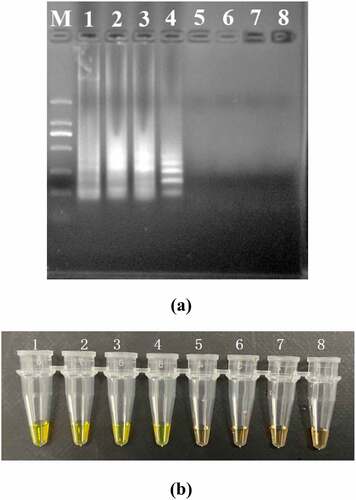 Figure 3. Sensitivity of the PSR assay in genomic DNA of L. monocytogenes with hylA genes by 1.5% agarose gel electrophoresis (a) and fluorescence dye by naked eye (b); M-DNA marker; lane/tube 1–8, 41 ng/μL, 4.1 ng/μL, 410 pg/μL, 41 pg/μL, 4.1 pg/μL, 410 fg/μL, 4.1 fg/μL, Negative control.