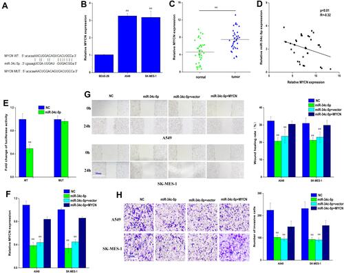 Figure 4 MYCN is a direct target of miR-34c-5p in lung cancer cell. (A) bioinformatic analysis to search for MYCN interact with miR-34c-5p-MUT or miR-34c-5p-WT. (B) QRT-PCR analysis of the expression levels of MYCN in lung cancer cells (A549, SK-MES-1) and BEAS-2B. (C) QRT-PCR analysis of the expression levels of MYCN in lung cancer tissues compared with normal tissues. (D) Pearson correlation was used for correlation analysis between MYCN and miR-34c-5p in lung cancer patients. (E) The luciferase activity of miR-34c-5p WT or MUT in A549 cells cotransfected with MYCN (F) QRT-PCR analysis of the expression levels of MYCN transfected with miR-34c-5p mimic or miR-34c-5p mimic+NC or miR-34c-5p mimic+MYCN in A549 and SK-MES-1 cells. (G, H) Cell migration and invasion abilities of A549 and SK-MES-1 transfected with miR-34c-5p mimic or miR-34c-5p mimic+NC or miR-34c-5p mimic+MYCN by Wound healing and transwell assays in A549 and SK-MES-1 cells. Data represent mean ± SD. **P < 0.01 compare with negative control.