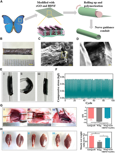 Figure 2 (A) Schematic illustration of the conductive NGC based on the integration of rGO and BDNF onto the wing of Morpho menelaus butterfly, designed for peripheral nerve regeneration. (B) Photograph showing an NGC founded on the integration of rGO/BDNF onto the wing of Morpho menelaus butterfly. (C) SEM images of the fabricated NGC, presented in both low and high magnifications. (D) Photographs capturing the NGC in different states of bending, emphasizing its flexibility and adaptability. (E) illustration a cyclic fatigue test involving the prepared NGC, showing its durability and ability to withstand repetitive stress and deformation. (F) Conducting a cyclic fatigue test using the prepared NGC. (G) Photographs depicting NGCs implanted in Autograft (i), Wing (ii), and Wing+rGO+BDNF+GelMA (iii) groups. And the SFI evaluation for rats across various groups at 8 weeks. (H) Images capturing muscle conditions, and the muscle wet weight ratio analysis in Autograft (i), Wing (ii), and Wing+rGO+BDNF+GelMA (iii) group. Reproduced with permission from Hu Y, Chen Z, Wang H, et al. Conductive nerve guidance conduits based on morpho butterfly wings for peripheral nerve repair. ACS Nano. 2022;16(2):1868–1879.Citation63 Copyright 2022, American Chemical Society.