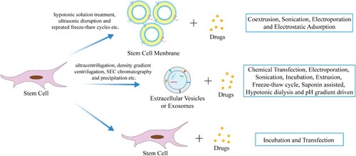 Figure 2. Stem cell and its derivatives as drug vehicle to deliver therapeutic drugs. Cell membranes, extracellular vesicles or exosomes, derived from stem cells, and stem cells themselves are all good drug delivery vehicles which loaded with therapeutic drugs in various ways, thereby delivering the drugs to the target site for the treatment of diseases.