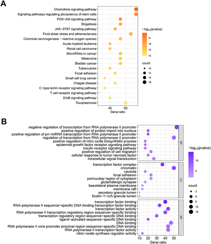 Figure 2 Enrichment analysis and drug-compound-target-pathway network diagram. (A) KEGG pathway enrichment bubble diagram. (B) GO enrichment analysis bubble diagram.