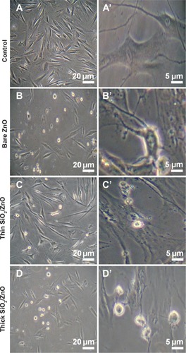 Figure 5 Morphology of HDFn cells exposed to NPs at 48 hours.Notes: Normal (20 μm) and magnified views (5 μm) of (A, A’) control cells, (B, B’) bare ZnO NP-exposed cells, (C, C’) thin SiO2/ZnO NP-exposed cells, and (D, D’) thick SiO2/ZnO NP-exposed cells, respectively.Abbreviations: HDFn, human dermal fibroblast neonatal; ZnO NPs, zinc oxide nanoparticles; thin SiO2/ZnO, ZnO coated with a thin layer of SiO2; thick SiO2/ZnO, ZnO densely coated with SiO.