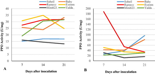 Figure 6. Trends of changes in polyphenol oxidase (PPO) activity in the six cucumber genotypes after inoculation with P. melonis. Uninoculated (control) genotypes (A) vs. inoculated genotypes (B) from day 7 to day 21.