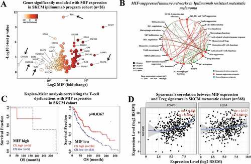 Figure 3. High MIF expression levels correlate with immunosuppressive networks in melanoma patients. (a) The RNA-seq MIF expression data from GDC TCGA melanoma patients who received anti-CTLA-4 therapy (https://xenabrowser.net/) (n = 26).Volcano plot depicting the most significant upregulated and downregulated immune genes, with high MIF expression levels. Several genes with immunosuppressive functions were identified. (b) MIF-suppressed immune networks in CTLA-4-resistant metastatic melanoma. Red dots represent immune suppression categories while green and blue dots represent immune activation categories and general immune categories respectively. Red thick, green thick and blue thick lines indicate immune suppression categories, immune activation categories and general immune categories, respectively. (c) Kaplan-Meier analysis correlating the T-cell dysfunctions with MIF expression levels in melanoma patients treated with anti-CTLA-4 therapy sorted from public TCGA TIDE (Tumor Immune Dysfunction and Exclusion) database (MIF high n = 10; MIF low n = 307). (d) Spearman´s correlation analysis between MIF expression levels and Treg markers (FOXP3 and IL2RA) were sorted from the TIMER (Tumor IMmune Estimation Resource) database using metastatic melanoma patient cohort (N = 368). MIF expression levels showed a significantly positive correlation with FOXP3 and IL2RA expression levels