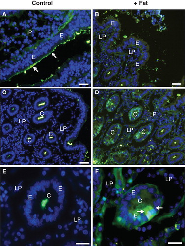 Figure 8. Fat absorption-induced uptake of FITC-albumin during culture for 1 h. (A) In the villus region of the control, albumin bound to the luminal brush border of enterocytes (marked by arrows), but no cellular uptake was detected. (B) After fat absorption, binding of albumin along the villi was patchy and scarce. (C) & (E) In the crypts of the control explant albumin was only seen in the lumen. (D) & (F) After fat absorption, albumin uptake into the cytosol and nucleus was frequently observed in enterocytes of the crypts (marked by arrows). Bars, 20 μm. This Figure is reproduced in color in Molecular Membrane Biology online.
