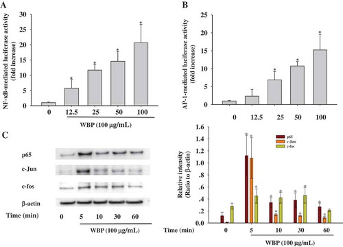 Figure 4. Effect of WBP on the nuclear translocation of NF-κB and AP-1. RAW 264.7 cells were transiently co-transfected with NF-κB-luc (a) or AP-1-luc (b). Forty-eight hours after transfection, cells were treated with the indicated concentrations of WBP (12.5–100 μg ml–1) for 1 h. Luciferase activities were determined by luminometry. Any significant differences between WBP-treated and control groups were analyzed using the Student’s t-test (*p < 0.05). (c) RAW264.7 cells (5 × 106 cells ml–1) were incubated with 100 μg ml–1 WBP for the indicated periods of time. The nuclear fractions were collected and protein levels of c-Jun, c-fos, p65, and β-actin were determined by immunoblotting analysis as described in Materials and methods. A representative gel graph from three independent experiments was shown.