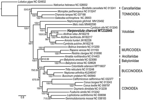 Figure 1. Relationships of Harpovoluta charcoti to other members of the Neogastropoda. Nucleotide sequences of all protein-coding genes and ribosomal genes were individually aligned using MAFFT v. 7 (Katoh et al. Citation2019), ambiguous positions removed using GBlocks v.0.91b (Castresana Citation2000), then concatenated, leading to alignments with 10,806 nucleotide positions for protein-coding genes and 1838 positions for the rRNA genes. Phylogenetic analyses were run using a partitioned matrix, each with the bestfit model [selected by ModelFinder (Kalyaanamoorthy et al. Citation2017), option -m TESTONLYMERGE and Bayesian Information Criterion (BIC)]. Maximum likelihood analyses (1000 independent tree searches and ultrafast-bootstrap runs) were performed using IQ-TREE (Nguyen et al. Citation2015) with the general time reversible (GTR) model of nucleotide evolution. Bayesian inference using MrBayes v3.1.2 (Ronquist and Huelsenbeck Citation2003) with four MCMC chains for two million generations, sampling every 1000 and discarding the first 25% as burn-in. Branch support shown as maximum-likelihood bootstrap values (when ≥50)/Bayesian posterior probability (when ≥0.8).