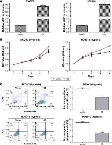 Figure 6 Overexpression of aHIF inhibits cell apoptosis and enhances cell proliferation under hypoxia in EOC.