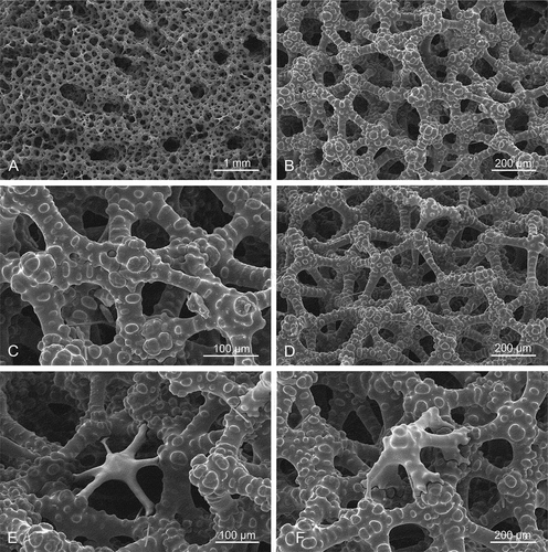 Figure 3. Choanosomal desma skeleton of the holotype Levispongia meyeri gen. nov. sp. nov. (MNHN-IP-2019-2). (a–d): Details of choanosmal desmas skeleton formed by tuberculated dicranoclones. (e–f): details of the desma skeleton with young and less tuberculated spicules inserted