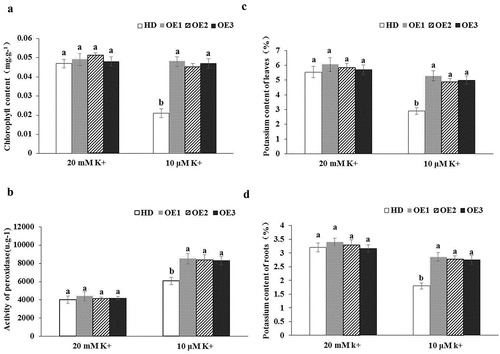 Figure 4. Determination of physiological indices (a) Chlorophyll content. (b) POD activity. (c) Potassium content in leaves. (d) Potassium content in roots. The data are presented as the means ± SDs of three biological replicates. Different letters indicate significant differences at p < 0.05. HD, wild type. OE1- OE3, overexpressing Nt GF14e tobacco.