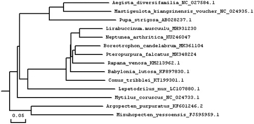 Figure 1. Consensus neighbour-joining tree based on the complete mitochondrial sequence of B. candelabrum and other 13 mollusc. species. The phylogenetic tree was constructed using MEGA 7.0 and DNAMAN 6.0 software by the neighbour-joining method. The numbers at the tree nodes indicates the percentage of bootstrapping after 1000 replicates.