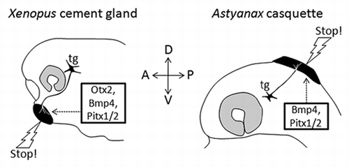 Figure 1 Comparison of the Xenopus cement gland and the Astyanax casquette. Basic properties of the two organs (black) are compared: position, gene expression, trigeminal innervation and functional role. Only the former is different between the two species.