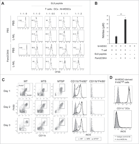 Figure 4. iNOS activity is essential for Pam2CSK4-enhanced suppressive activity. (A) L-NIL (50 nM) was added to cultures of M-MDSCs, CD8+ OT-I T cells, and CD11c+ DCs. T cell proliferation was analyzed by flow cytometry. Numbers above the brackets indicate the percentage of relevant population. (B) Nitrites in the conditioned media of the cocultures were measured by Griess reagent. Data represent means ± SD. n = 3. **P < 0.005. (C) M-MDSCs (1 × 105) were cultured with CD8+ OT-I T cells (0.5 × 105) in the presence or absence of SL8 peptide or Pam2CSK4. iNOS expression in F4/80+ and F4/80− cells was analyzed by flow cytometry. MT: M-MDSCs and T cells; MTS: M-MDSCs, T cells, and SL8 peptide; MTSP: M-MDSCs, T cells, SL8 peptide, and Pam2CSK4. (D) iNOS expression in F4/80+ cells and CD11c+ DCs in the cocultures was analyzed by flow cytometry. All data shown are representative of more than 2 independent experiments.