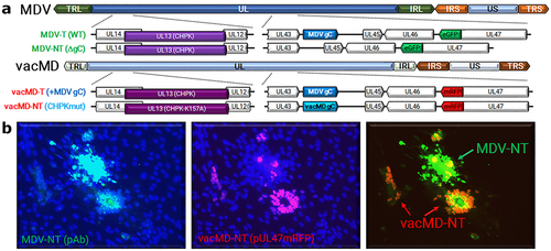Figure 2. Coinfection of MDV-NT and vacMD in CEC cultures. (a) Schematic representation of transmissible (T) and non-transmissible (NT) MDV and vacMD used in this study. MDV-NT lacks gC (MDV δgc) that is required for transmission [Citation8,Citation9,Citation23]. vacMD was rendered NT through mutation of its CHPK activity by mutation of the invariant lysine (K157A) that is required for transmission [Citation18]. vacMD-T expresses MDV gC in place of its gC [Citation17]. (b) Following inoculation into chickens, the inoculum was back tittered in CEC cultures and shown are representative plaques for MDV-NT and vacMD-NT (vacMD-T not shown). Direct visualization of pUl47mrfp was used to identify vacMD-NT plaques, as indicated by strong nuclear expression as previously shown [Citation17], while expression of MDV pUl47egfp is barely detectable in cell culture [Citation26]; therefore, polyclonal anti-MDV antibody was used to identify MDV-NT plaques with anti-chicken IgY secondary antibody conjugated with AlexaFluor488. Anti-MDV pAb has cross reactivity with homologous vacMD and thus stains both MDV- and vacMD-induced plaques but stains MDV plaques with greater intensity. The intense staining with pAb and negative for pUl47mrfp expression indicates MDV infected plaques, while light staining with pAb and high pUl47mrfp nuclear expression is indicative of vacMD infection.