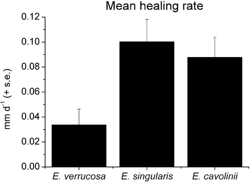 Figure 5 Tissue regeneration rate in the threeEunicella species.