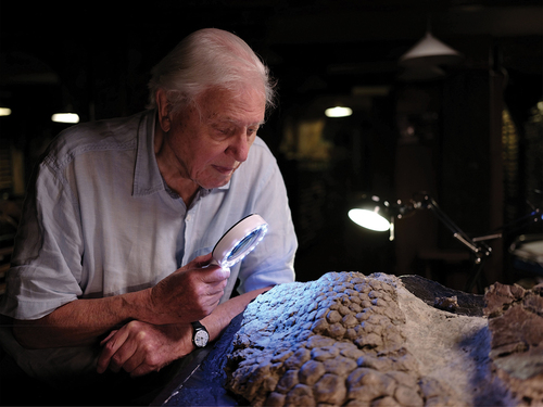 Figure 2. Sir David Attenborough examines the preserved scales of a horned triceratops recovered during the Tanis, North Dakota, fossil excavation. BBC/John Sayer.