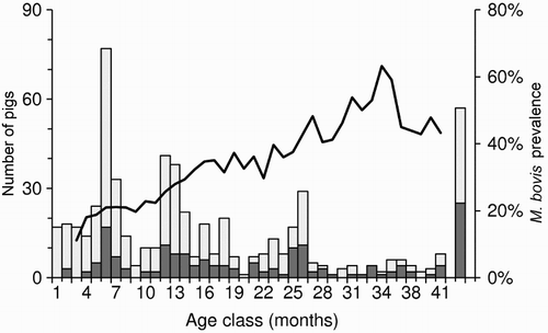 Figure 3. Five-month running average prevalence of Mycobacterium bovis infection (line) and sample size (columns) for 592 pigs aged 1–41 months that were necropsied between 1994 and 2008 in three regions of New Zealand. The far right bar represents all adult pigs >3.5 years old (∼10% of the sample). The dark shading represents the number of tuberculosis-positive animals. Adapted from data presented in Nugent and Whitford (Citation2008b), with permission