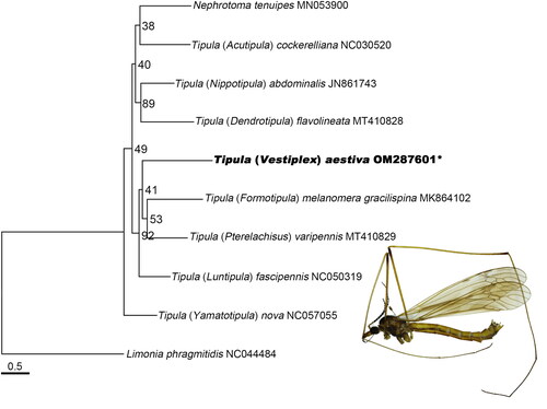 Figure 1. The maximum Likelihood phylogenetic tree of Tipulidae based on 13 PCGs with bootstrap values at the nodes.