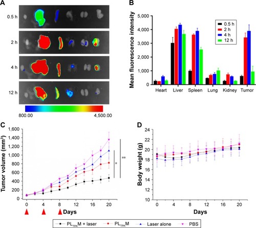 Figure 8 Ex vivo distribution and in vivo efficacy of PLTPAM on 4T1 tumor bearing mice.Notes: (A) Fluorescence imaging of ex vivo distribution of DiR-loaded micelles after 12 h (n=3). (B) Quantitative analysis of relative organ and tumor accumulation, error bars represent ±SD. (C) In vivo anticancer efficacy of PLTPAM against 4T1 xenograft tumors (n=6), *P<0.05 and **P<0.01 relative to the Laser alone and PBS groups, respectively, by using a one-way analysis of variance. The red arrows indicate the injection time points. (D) Body weight changes of different treatment groups (n=6).Abbreviations: DiR, 1,1′-dioctadecyl-3,3,3′,3′-tetramethylindotricarbocyanine; PLTPAM, PPa/LTPA copolymer micelles.