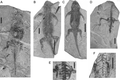 Figure 3 Additional specimens of Liushusaurus acanthocaudata gen. et sp. nov. from the type locality. A, IVPP V15011; B, IVPP V14715; C, IVPP V15508; D, IVPP V14716; E, IVPP V14716, detail of pelvis; F, IVPP V14746, detail of vertebrae. All scale bars = 10 mm, except E = 5 mm.