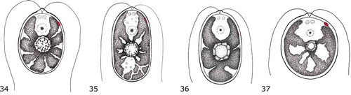 Figs 34–37. Line drawings of re-examined species. Fig. 34. Ostravamonas chlorostellata. Fig. 35. O. meslinii. Fig. 36. O. tenuiincisa. Fig. 37. Chloromonas gracillima.