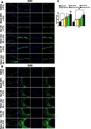 Figure 8 Effect of quercetin (Qur)-loaded magnetic nanoparticles (MNPs) on hippocampal neuronal density.Notes: (A, B) Immunostaining against NeuN as mature neuronal marker in CA1 and CA3 regions of hippocampus. DAPI: nuclei stain. (C) Quantification of immunostaining data. *P<0.05, **P<0.01, ***P<0.001 compared to saline + PTZ; #P<0.05, ##P<0.01, P<0.001 compared to blank NPs + PTZ. n=3.