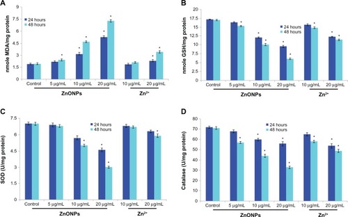 Figure 5 (A) Levels of lipid peroxides (LPO), (B) gSH, (C) SOD. (D) Catalase in A375 cells after exposure of ZnONPs and Zn2+ for 24 hours and 48 hours.Notes: Each value represents the mean ± SE of three experiments, performed in duplicate. *P < 0.01 vs control.Abbreviations: gSH, glutathione; MDA, malondialdehyde; SOD, superoxide dismutase; ZnONPs, zinc oxide nanoparticles; SE, standard error.