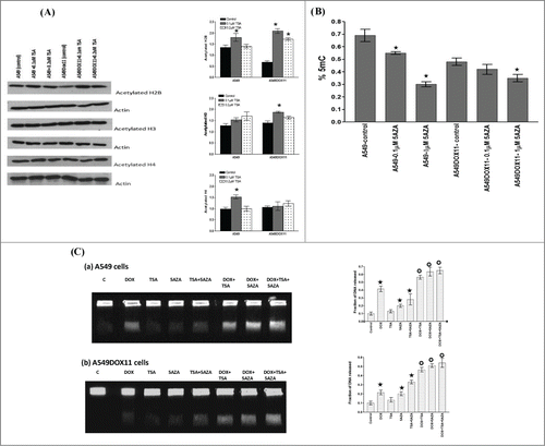 Figure 6. Effect of TSA, 5AZA or their combination on chromatin acetylation, global DNA methylation and DNA damage induction in A549 and A549DOX11 cells after doxorubicin. Cells were exposed to either vehicle (DMSO) or drug(s) for 48 h, collected and: (A) tested for the expression of acetylated H2B, H3 and H4. The same blot was reprobed with Actin antibody as loading control. Statistical significance of differences in histone acetylation by different treatments was evaluated by one-way ANOVA. ★, significantly different from the control (P < 0.05). Left side: representative blots, Right side: quantification of the relative intensity of individual acetylated histone bands normalized to actin level. (B) genomic DNA was extracted from pelleted cells and global DNA methylation was detected. Statistical significance of global DNA methylation was evaluated by one-way ANOVA. ★, significantly different from the control (P < 0.05). (C) DNA fragments were separated by constant field gel electrophoresis (0.6 V/cm, 40 h). Left side: photos of UV-trans-illuminated gels, Right side: quantification of band intensities. Statistical significance of differences in DNA damage induction by different treatments was evaluated by one-way ANOVA. ★, significantly different from the control (P < 0.05); ★, significantly different from doxorubicin (P < 0.05).
