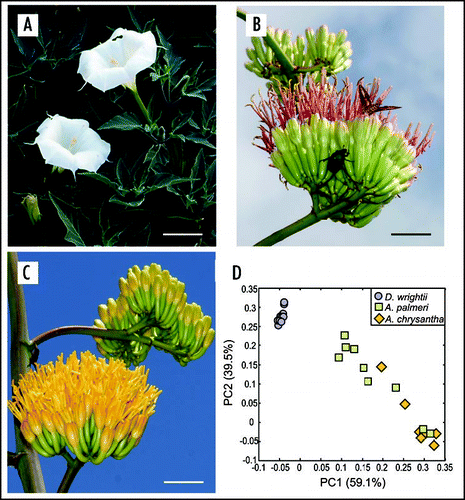 Figure 1 Contrast in floral characterisitics between D. wrightii, A. palmeri and A. chrysantha plants. The three plants are visited by nocturnal hawkmoths, but the floral traits in each plant differ from one another. (A) D. wrightii flowers. Note the bright floral reflectance of the corollas that produces a contrast with the dark foliage background. (B) A. palmeri umbel. Each umbel contains 8–20 flowers. Hyles lineata (Sphingidae), and Cotinus mutabilis (Scarabaeidae), are feeding from the umbel. (C) A. chrysantha umbel. The morphology of A. chrysantha closely resembles that of A. palmeri, but note the bright yellow corollas. (D) Principal-components analysis of the floral odor from these three plants. The D. wrightii flowers (blue circles) group together. In contrast, the agaves appear more variable. The odor of A. palmeri flowers (green squares) appears to more closely resemble that of D. wrightii due to the presence of monoterpenes and benzenoids in its headspace, but some A. palmeri flowers are also grouped in the same PCA space of A. chrysantha (yellow diamonds) due to their aliphatic esters. Scale bar = 5 cm. Picture images courtesy of Charles Hedgecock RBP, FBCA (ARL Division of Neurobiology, University of Arizona) and T. Beth Kinsey.