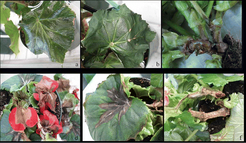 Fig. 2. Symptoms of Fusarium foetens wilt on Hiemalis begonia ‘Golden Edith’ post inoculation. a, Dull-green leaves. b, Wilted leaves. c, Brown stem rot. d, Wilting of flowers. e, Veins in wilted stems containing a mass of sporodochia. f, Stem rot with a mass of sporodochia.