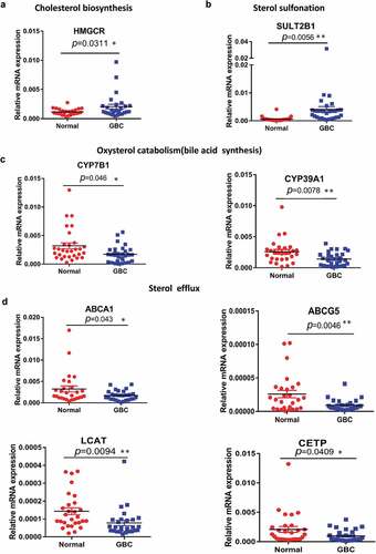 Figure 1. Aberrant expression of genes implicated in cholesterol biosynthesis homeostasis. (a–d) Quantitative RT-PCR analysis of the mRNA levels for genes involved in cholesterol homeostasis of 30 paired samples of human GBC tissues and adjacent normal tissues. Statistical analysis was performed with a two-tailed ratio t test; Each dot represents the mean of relative mRNA levels. * p < 0.05, ** p < 0.01, *** p < 0.001