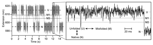 Figure 3. Constant-force trajectories reveal the presence of misfolded states. When PrP is held under constant tension (gray), the extension fluctuates on the second timescale between levels (dashed lines) corresponding to native and unfolded states. On the ms-timescale (black), frequent downward spikes in the extension correspond to formation of misfolded states (dotted lines).